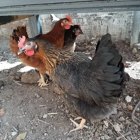 Un Balcon Entre Causses Et Rougiers