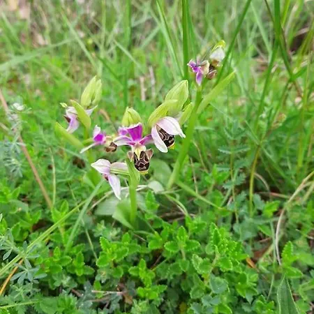 Un Balcon Entre Causses Et Rougiers * Gissac
